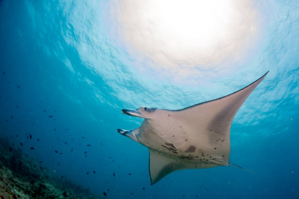 istock Manta in the blue ocean background portrait 922285788