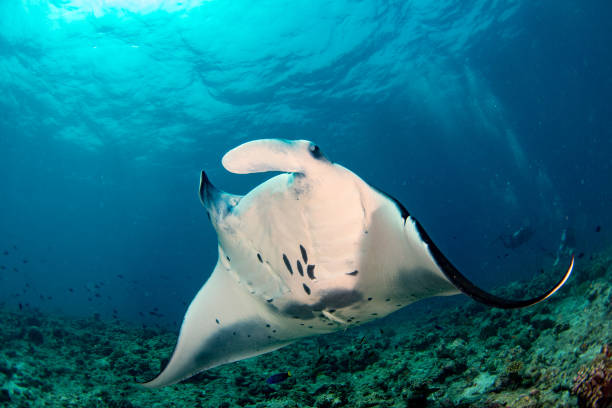 istock Manta in the blue ocean background portrait 922285818