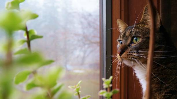 istock Cat Portrait in the Window 922286174