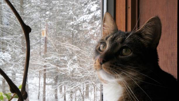 istock Tabby Cat by the Window in Winter 922286604