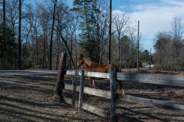 istock Brown horse looking out from a pasture 922292920