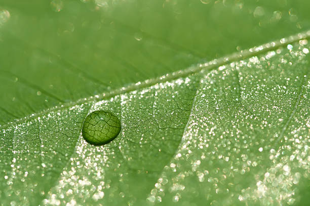 istock water drop on a green leaf with glitter sparkles 92229711