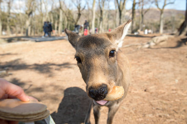 Deers in Nara, Japan
