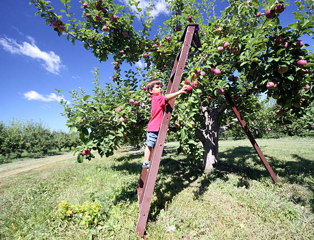 retiro manzanas - apple orchard child apple fruit fotografías e imágenes de stock