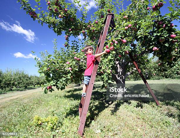 Foto de Colheita De Maçãs e mais fotos de stock de Criança - Criança, Pomar de Macieiras, Maçã