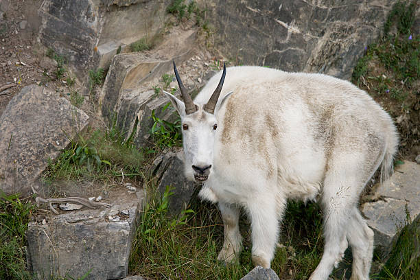 istock Close-up of Billy Mountain Goat on cliff edge 92229835
