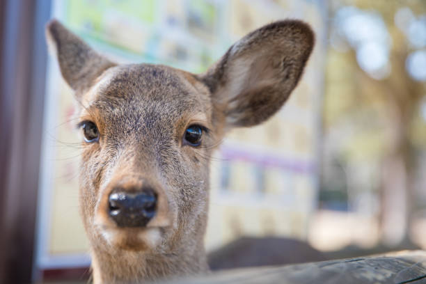 istock Deers in Nara, Japan 922299704