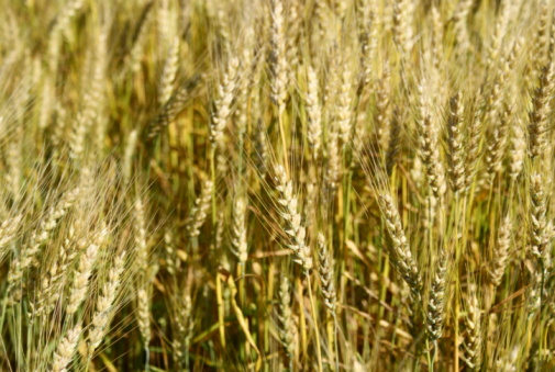 Gold yellow background with wheat ears. Close Up wheat field in harvest season with sunlight.