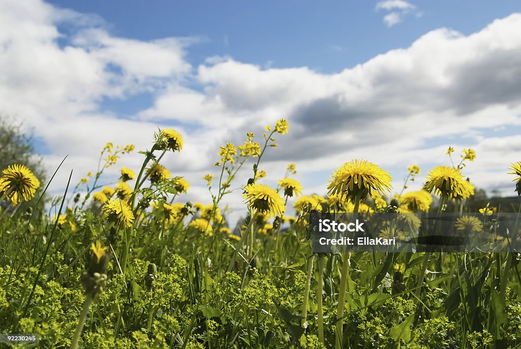 Em flor dente-de-Leão - Foto de stock de Amarelo royalty-free