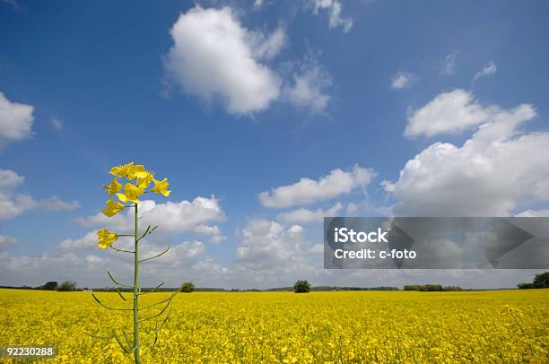 Photo libre de droit de Paysage De Fleurs Et De Viol banque d'images et plus d'images libres de droit de Agriculture - Agriculture, Arbre, Arbre en fleurs