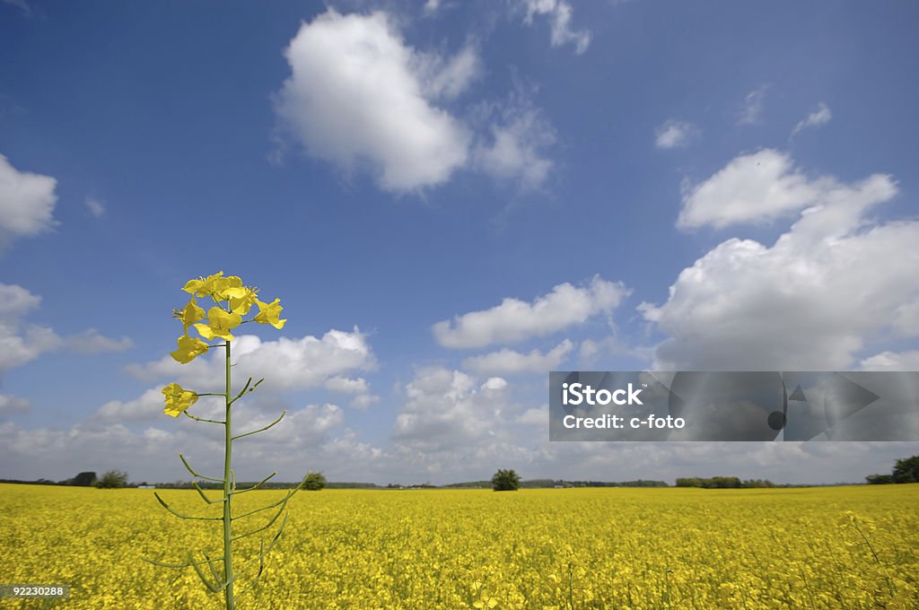 Estupro flor e paisagem - Foto de stock de Agricultura royalty-free