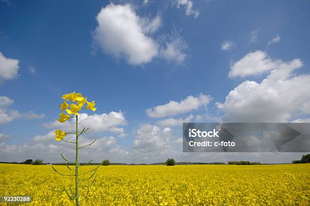 Foto de Estupro Flor E Paisagem e mais fotos de stock de Agricultura - Agricultura, Amarelo, Azul