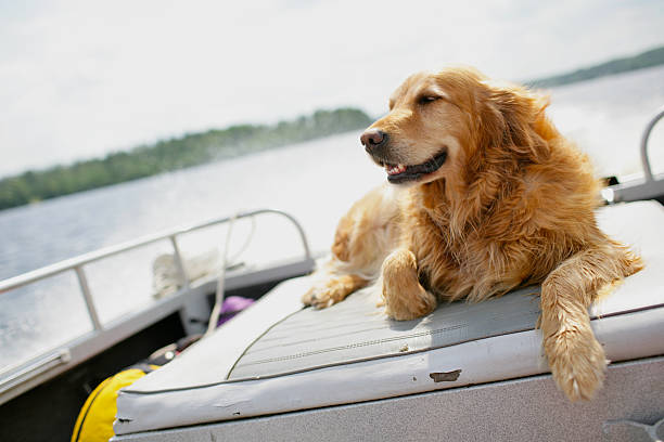 istock Dog in a motorboat 92230366