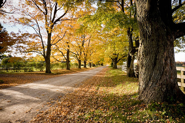 istock Country road with old maple trees in autumn 92230374