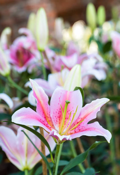 istock Pink lily flower in garden 922304738