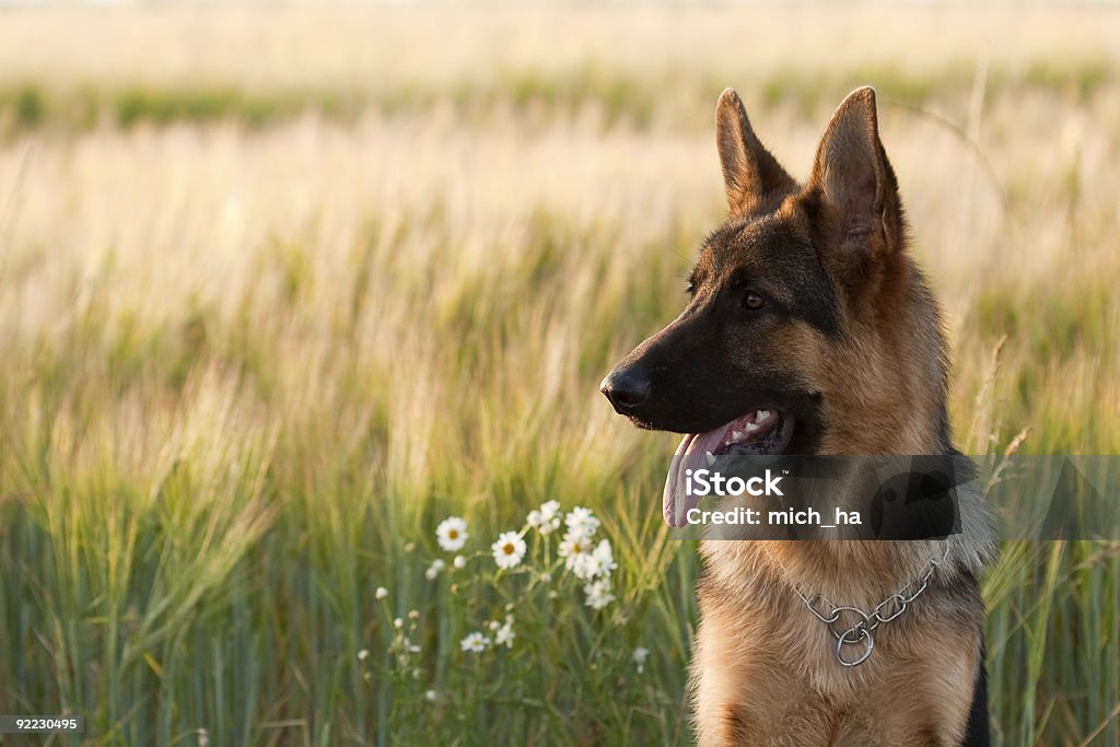 German Shepherd  Agricultural Field Stock Photo