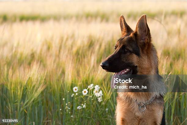 German Shepherd Stock Photo - Download Image Now - Agricultural Field, Animal, Canine - Animal