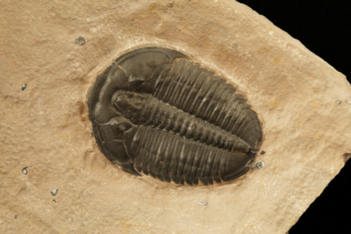 close up on Trilobite fossil isolated on white background