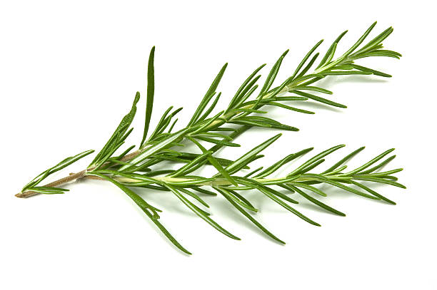 istock Sprig of rosemary against white background 92230522