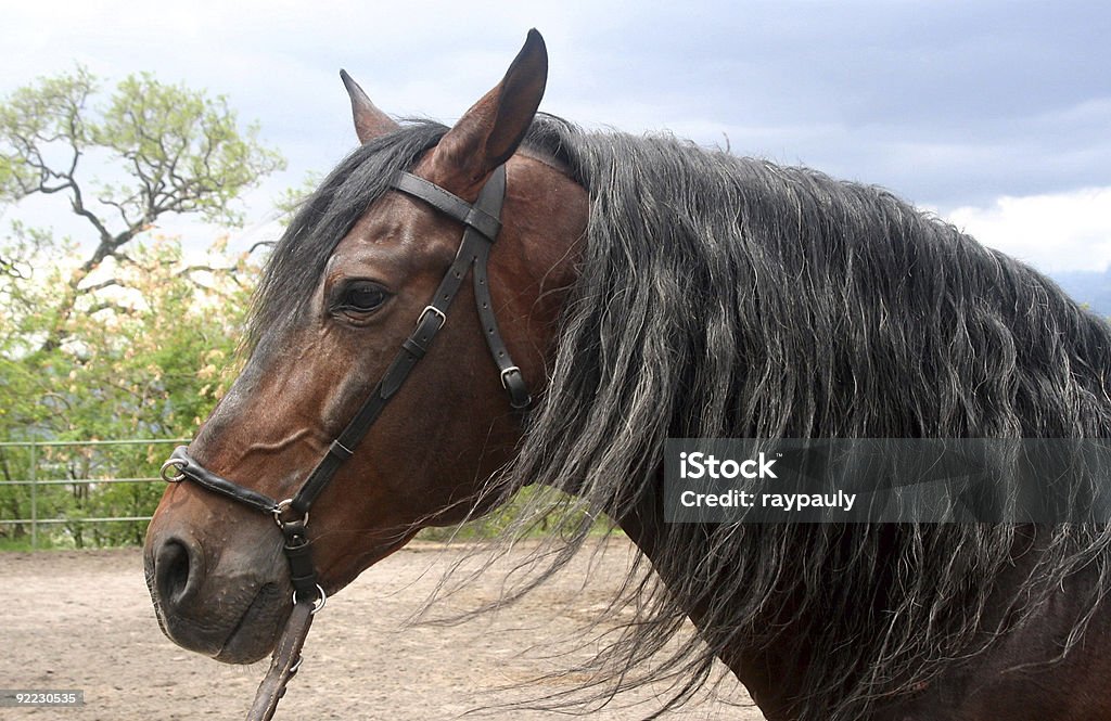 Horse Profile  Andalusia Stock Photo