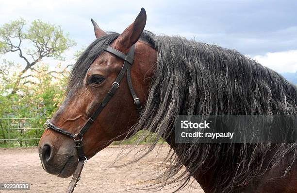 Horse Profile Stock Photo - Download Image Now - Andalusia, Animal Head, Brown
