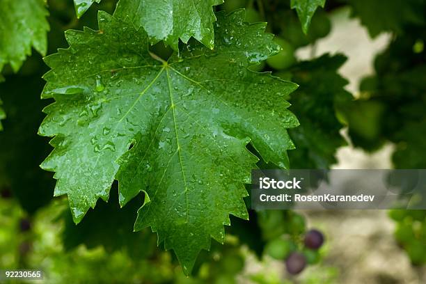 Vite - Fotografie stock e altre immagini di Acerbo - Acerbo, Ambientazione esterna, California