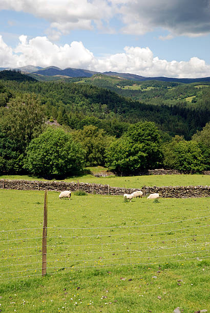 Sheep Grazing in Snowdonia, Wales stock photo