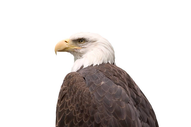 아메리칸 대머리 독수리 스톡 사진