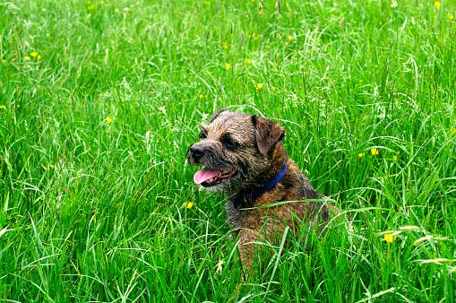 Happy Irish Terrier puppy posing outdoors lying down on a green grass in summer