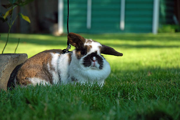 Bunny - Pet Holland Lop stock photo