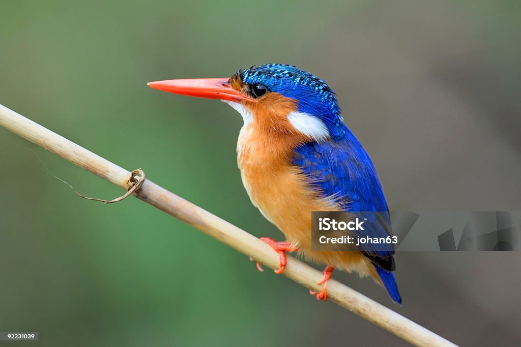 Martin pescatore Malachite - Foto stock royalty-free di Africa