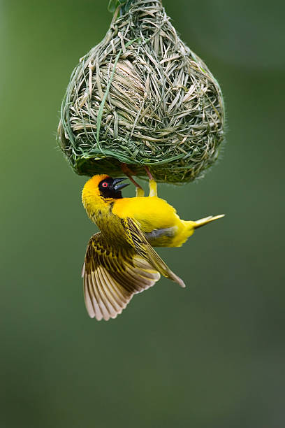 istock Masked weaver bird with hanging nest 92231042