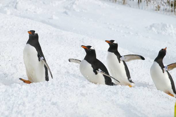 istock Penguin walk in the snow 922311412
