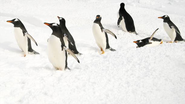 istock Penguin walk in the snow 922311508