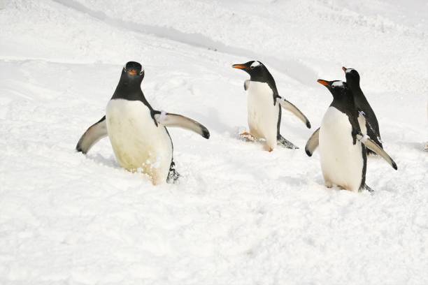 istock Penguin walk in the snow 922311532