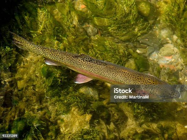 Forelle In Clear Creek Stockfoto und mehr Bilder von Bach - Bach, Bunt - Farbton, Extreme Nahaufnahme