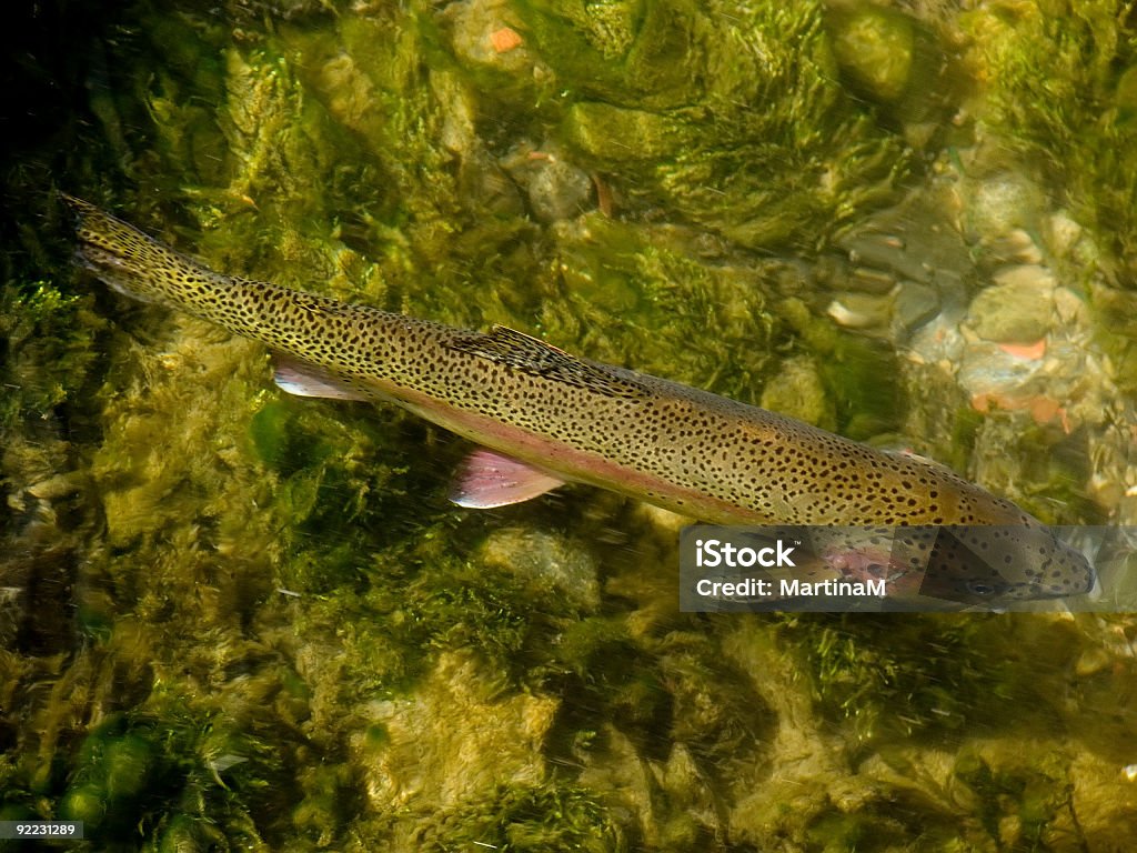 Trota di Clear Creek - Foto stock royalty-free di Acqua