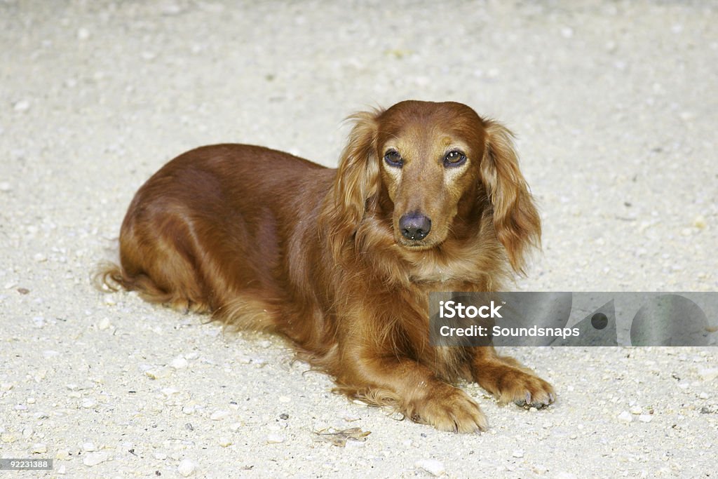 Dachsund Hund - Lizenzfrei Behaart Stock-Foto