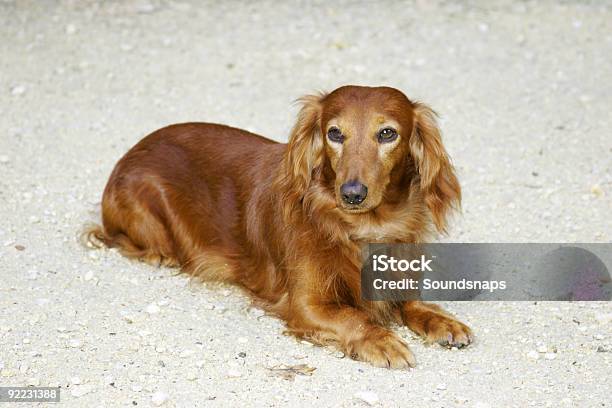 Dachsund Hund Stockfoto und mehr Bilder von Behaart - Behaart, Braun, Dackel