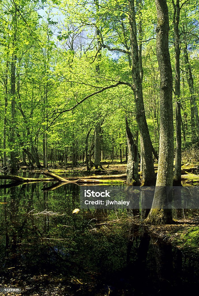 Gum pântano, Cades Cove, Montanhas Great Smoky NP - Foto de stock de Cades Cove royalty-free