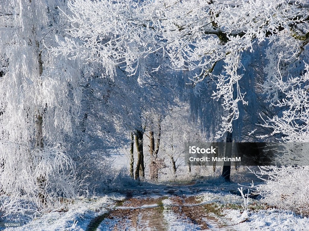 Matt Bäume im winter - Lizenzfrei Abgeschiedenheit Stock-Foto