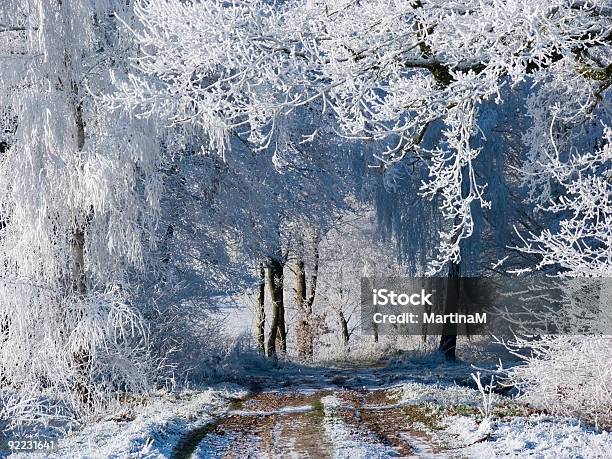 Matt Bäume Im Winter Stockfoto und mehr Bilder von Abgeschiedenheit - Abgeschiedenheit, Ast - Pflanzenbestandteil, Baum