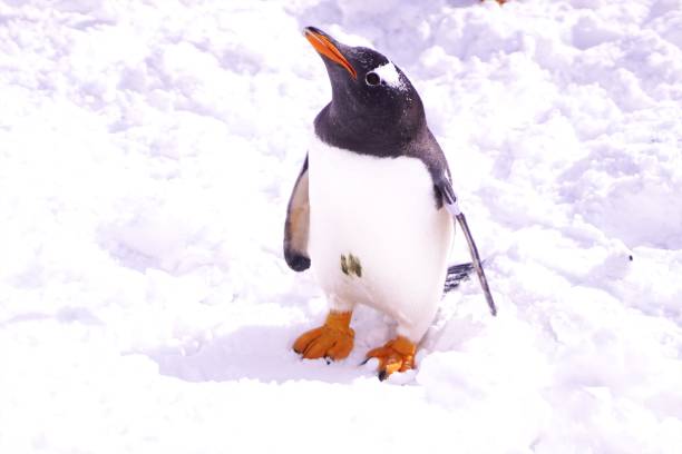 istock Penguin walk in the snow 922316664