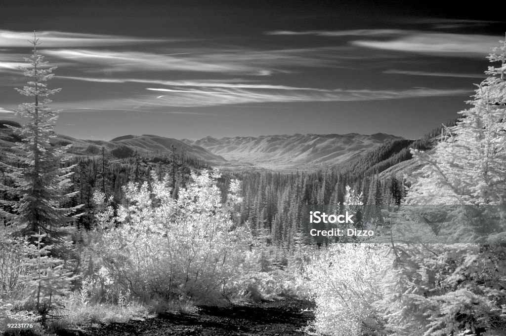 ブラック&ホワイト赤外線風景 3 - カラー画像のロイヤリティフリーストックフォト