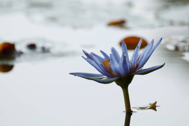 istock lotus flower, water lily 922318028