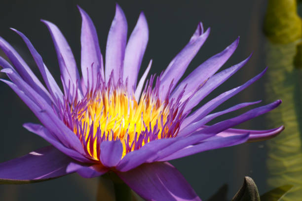 istock lotus flower, water lily 922318048