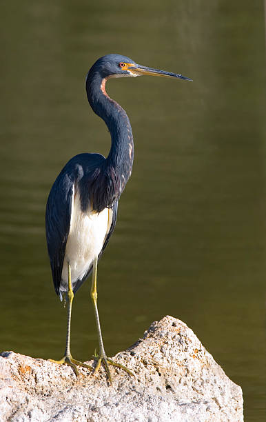 Tricolored Heron sitting atop a rock near the water  tricolored heron stock pictures, royalty-free photos & images