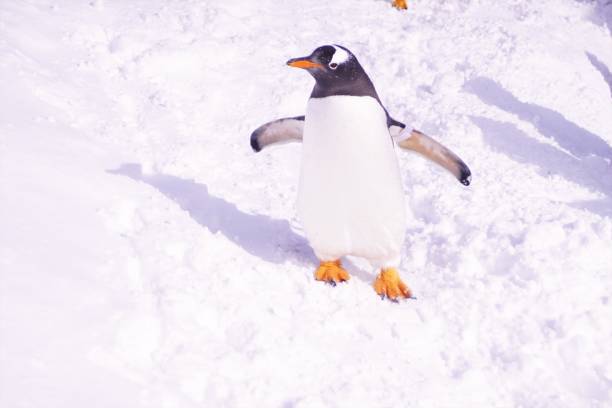 istock Penguin walk in the snow 922318134