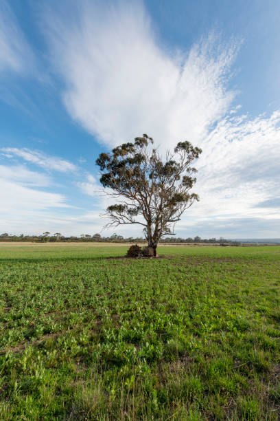 istock Lonely tree in Tasmania, Australia 922318346