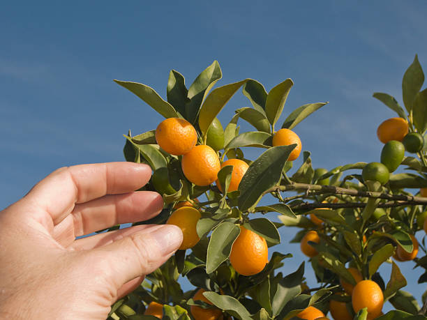 Hand Reaching for Cumquats on Tree (Kumquat) stock photo